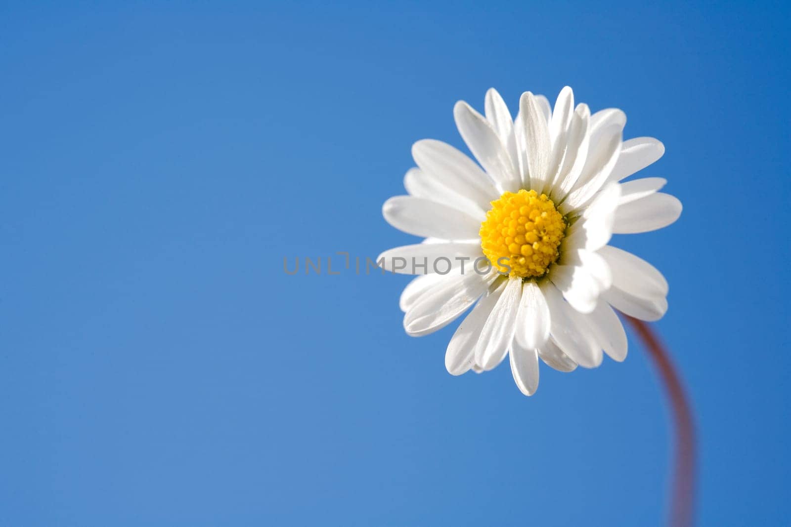 Daisies