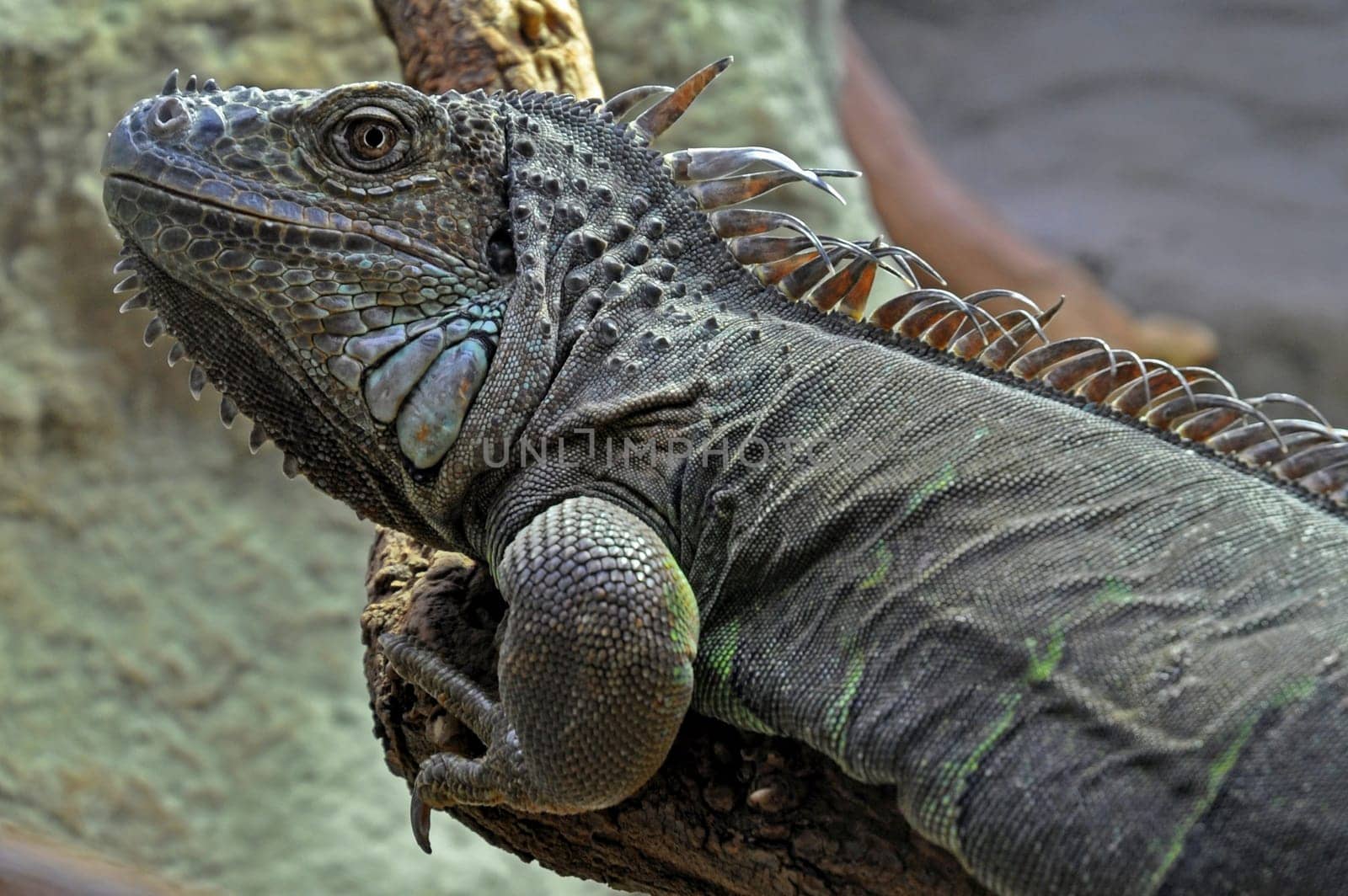 Iguana