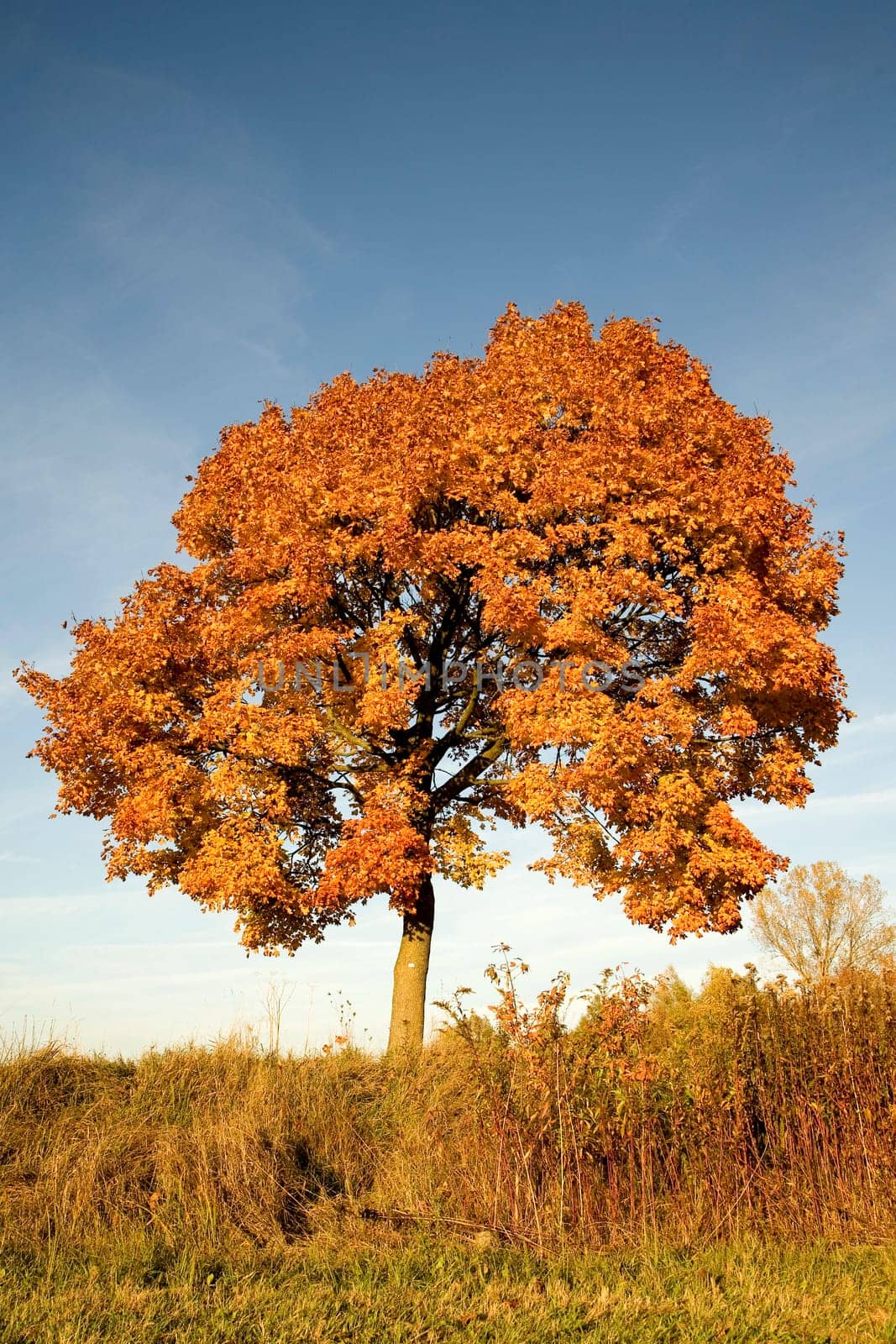 (Fall foliage) or (fall leaves) or (autumn leaves)