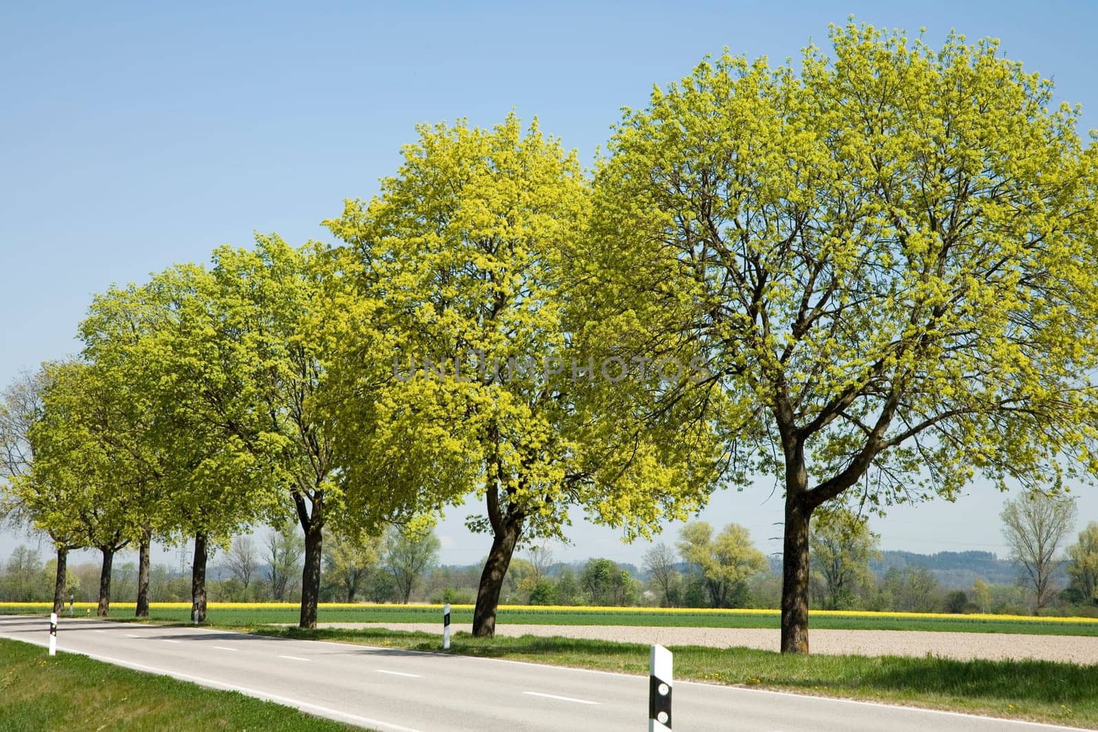 Tree avenue