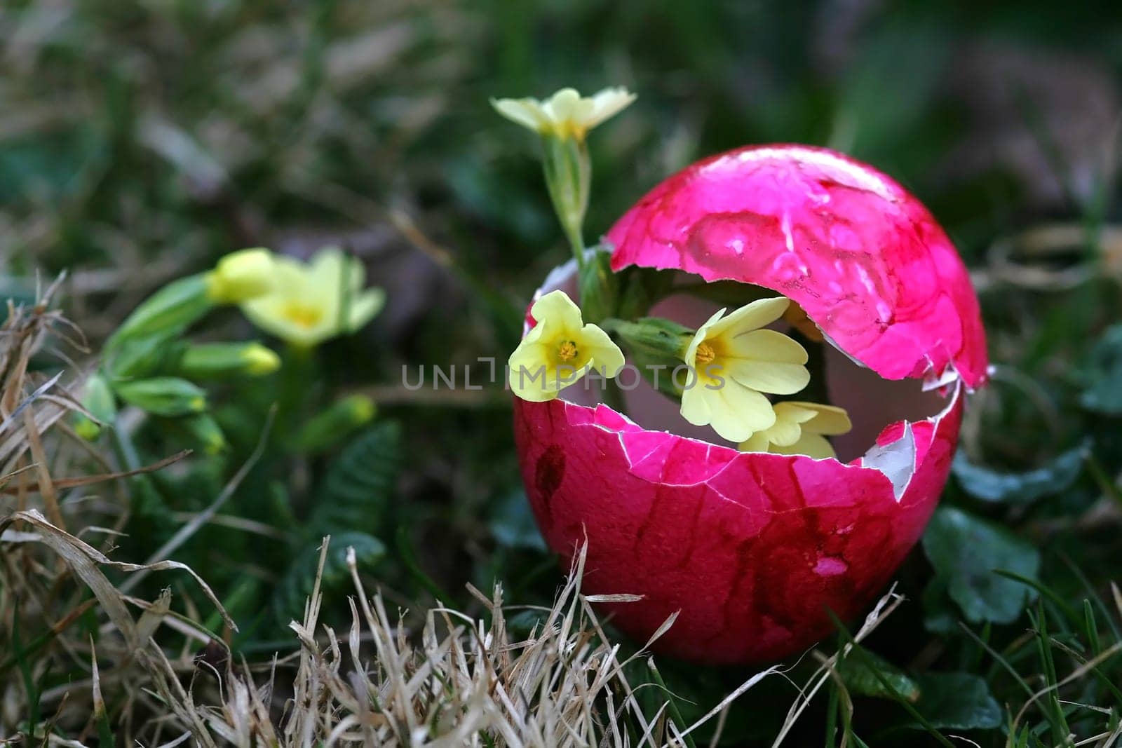 The content of an Easter egg