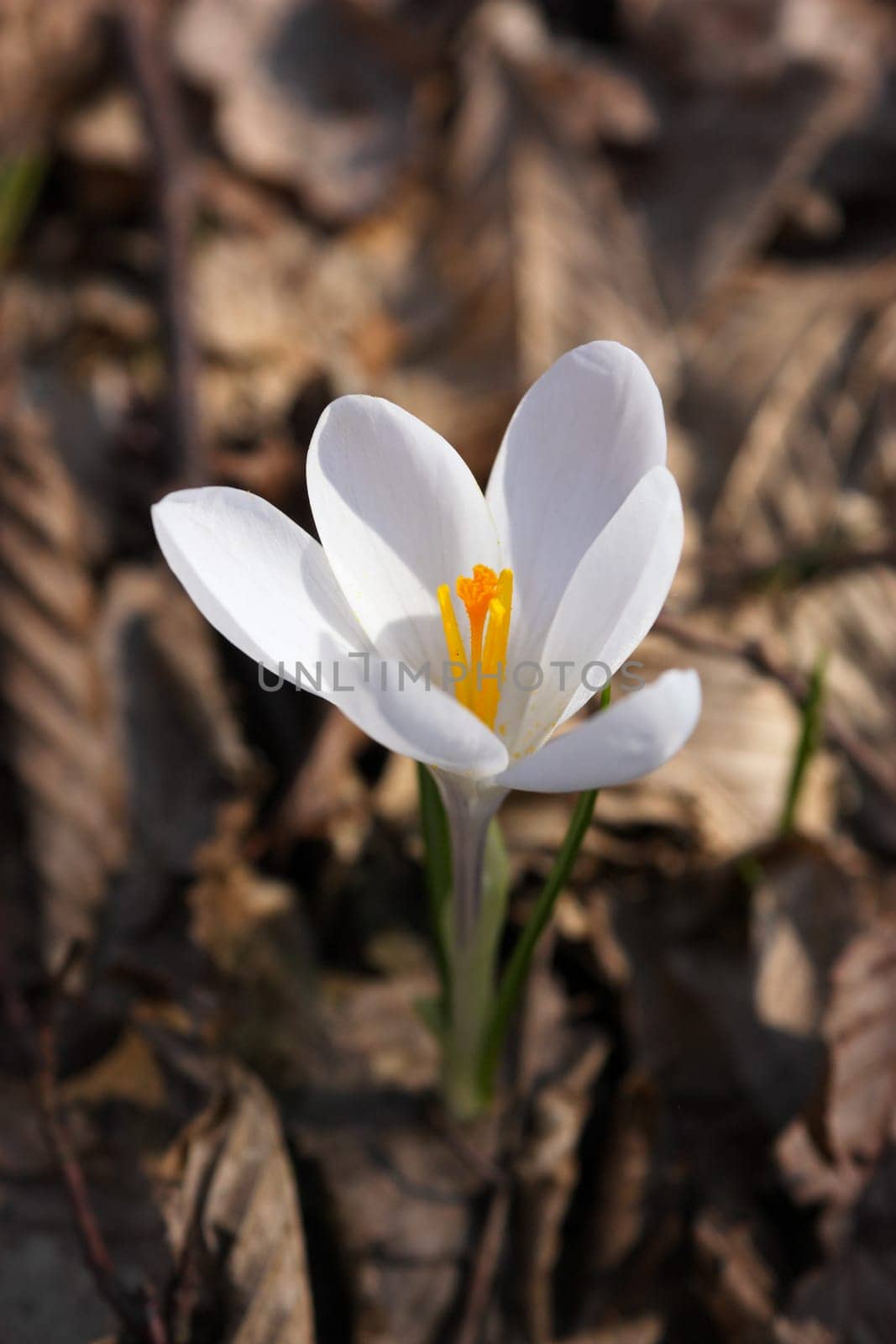 Beautiful white saffron spring flower amid dried leaves
