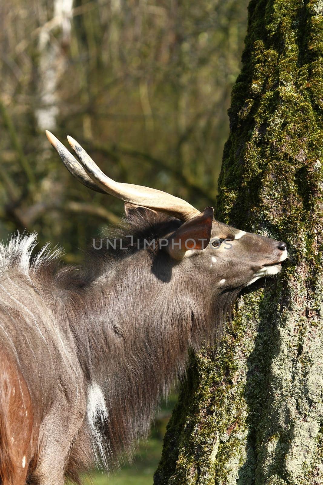 NyalaPortrait