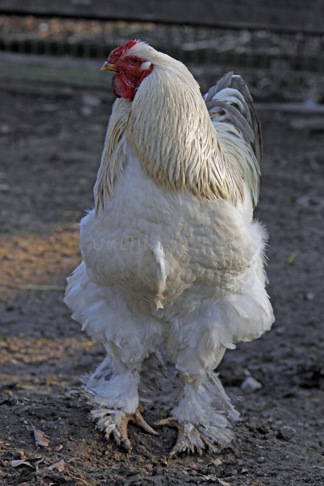 White Brahma Rooster