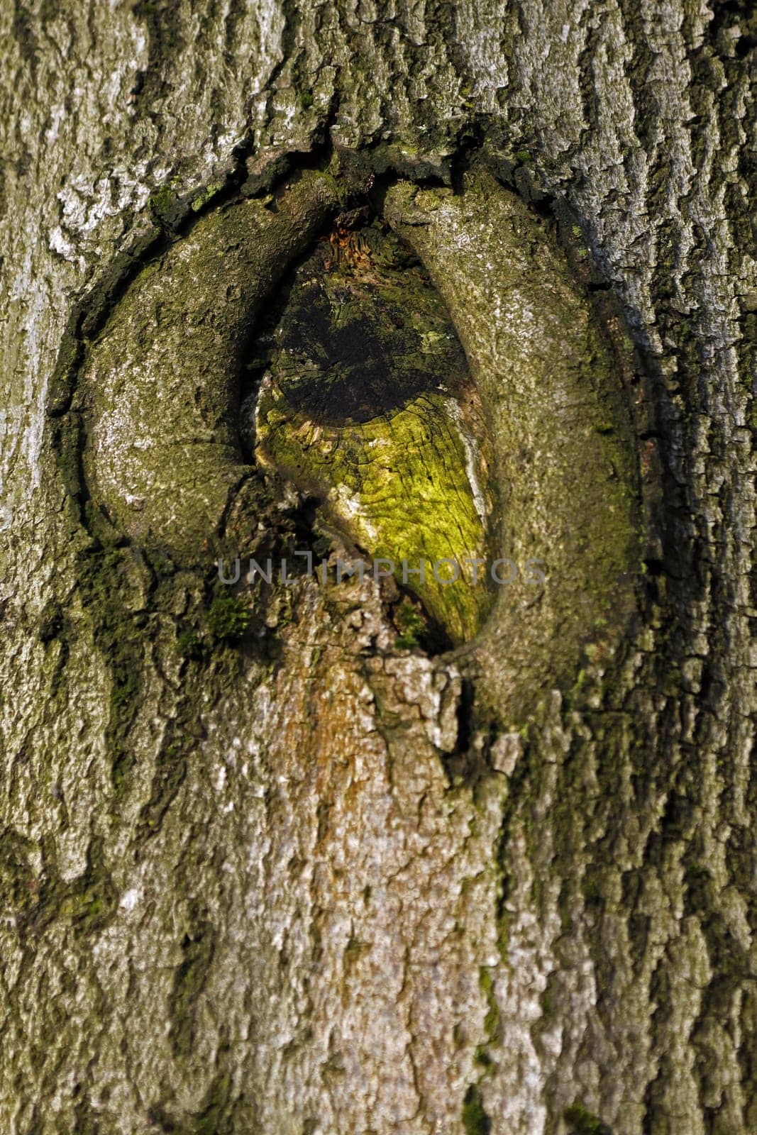 Overflow at a European beech