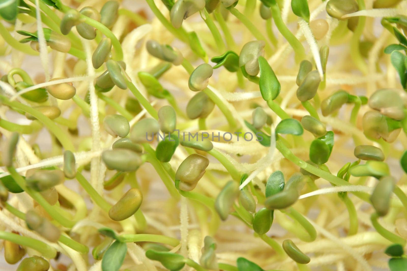 Sprouts