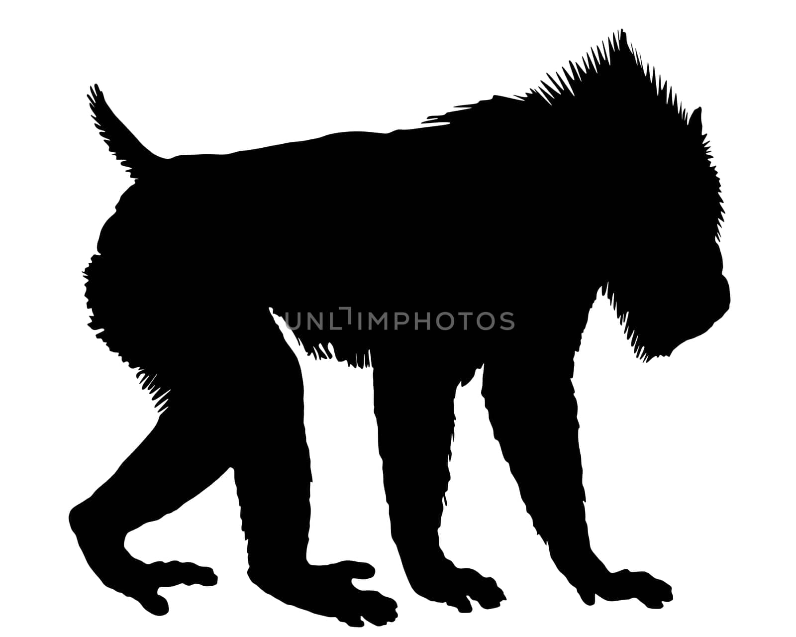Mandrill Silhouette