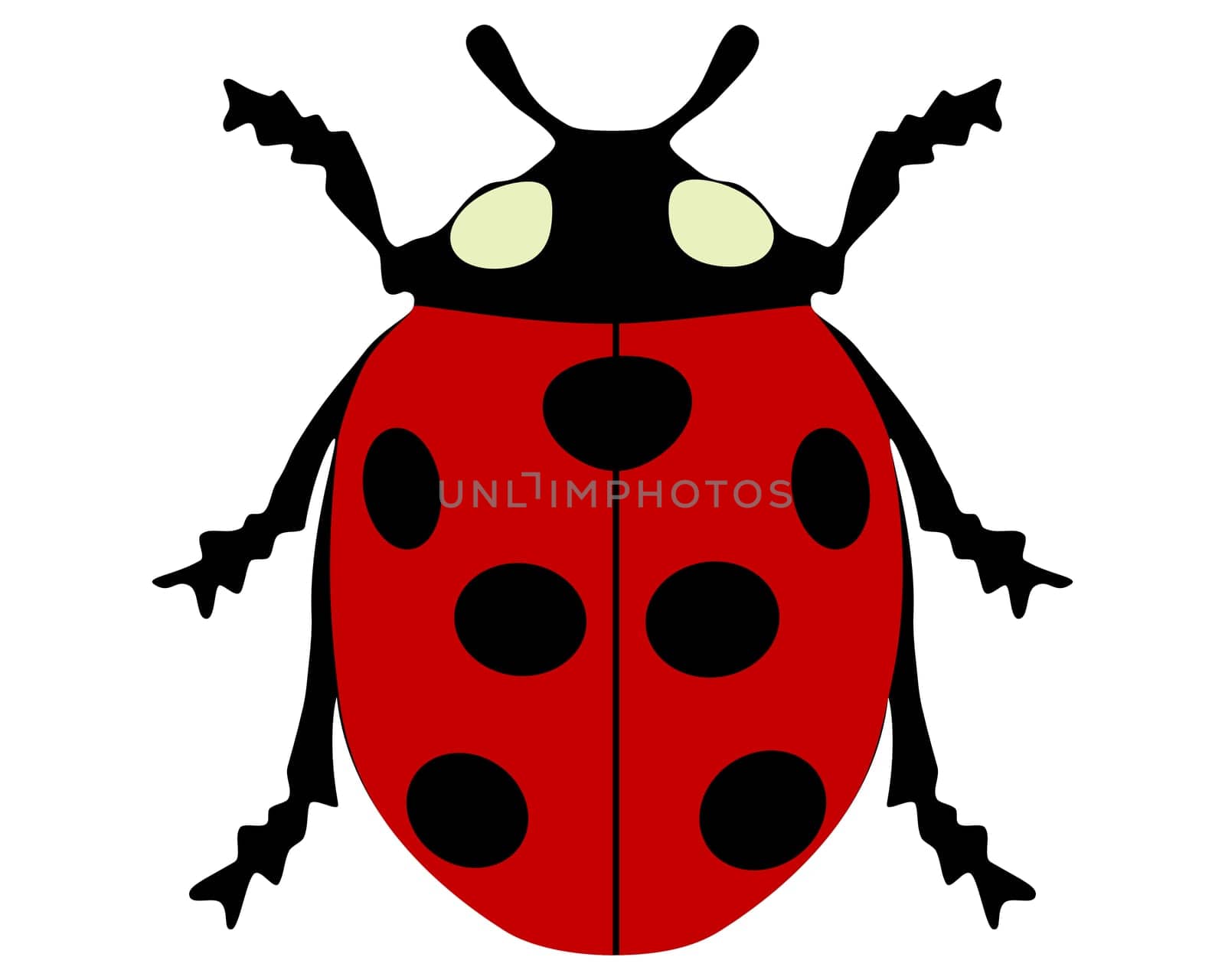 Ladybird