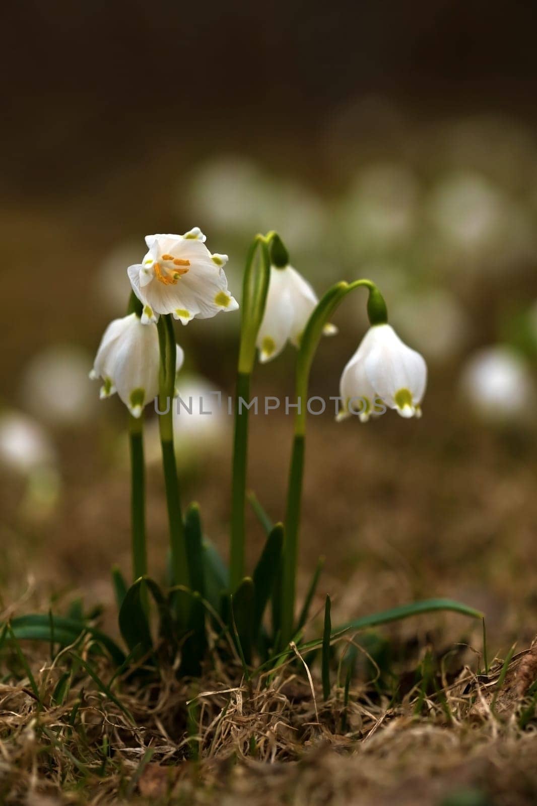 Harbinger of spring ...