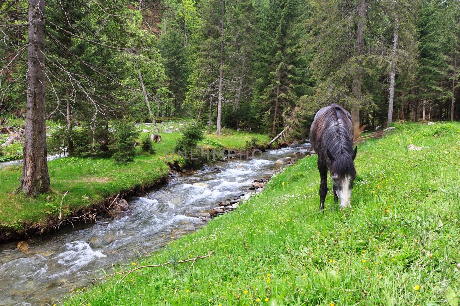 a horse to pasture near a mountain river