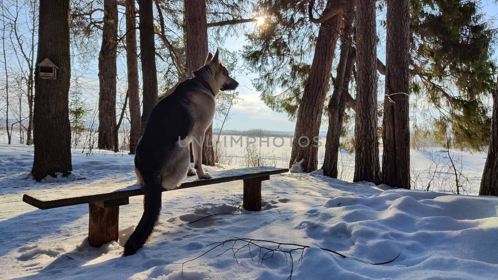 Dog German Shepherd in winter day and white snow arround. Waiting eastern European dog veo in cold weather