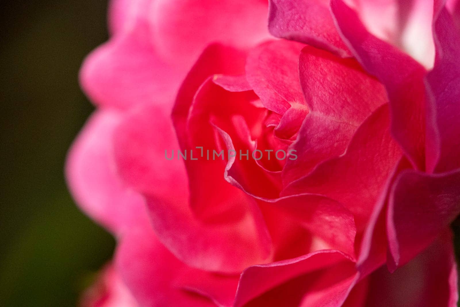 Macro photo of beautiful pink rose petals on a black background by StefanMal
