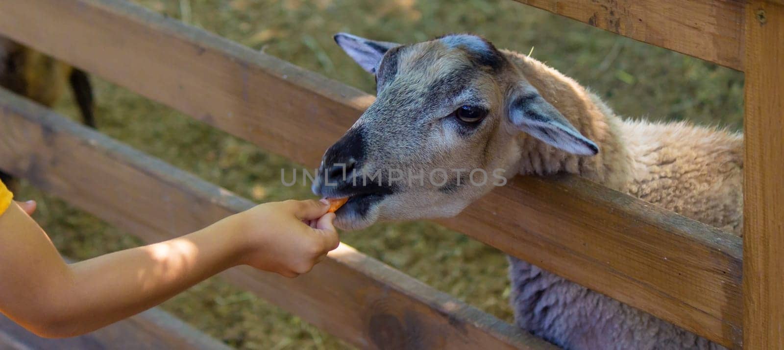 the boy feeds the animals in the zoo. Selective focus by Anuta23
