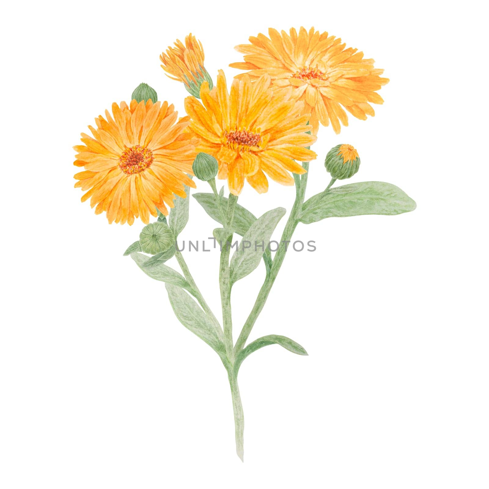 Composition of orange calendula officinalis watercolor hand drawn illustration. Sunny ruddles flower with yellow petals and green leaves for natural herbal medicine, healthy tea, cosmetics and homeopatic remedies. Marigold botanical clipart good as an element for packaging design, labels, eco goods, textile, invitations