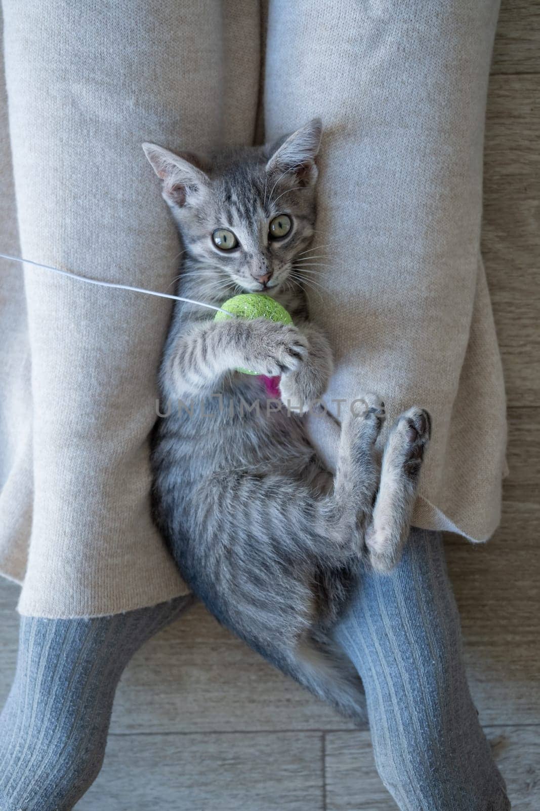 cute gray kitten lying on legs and playing toy by Desperada