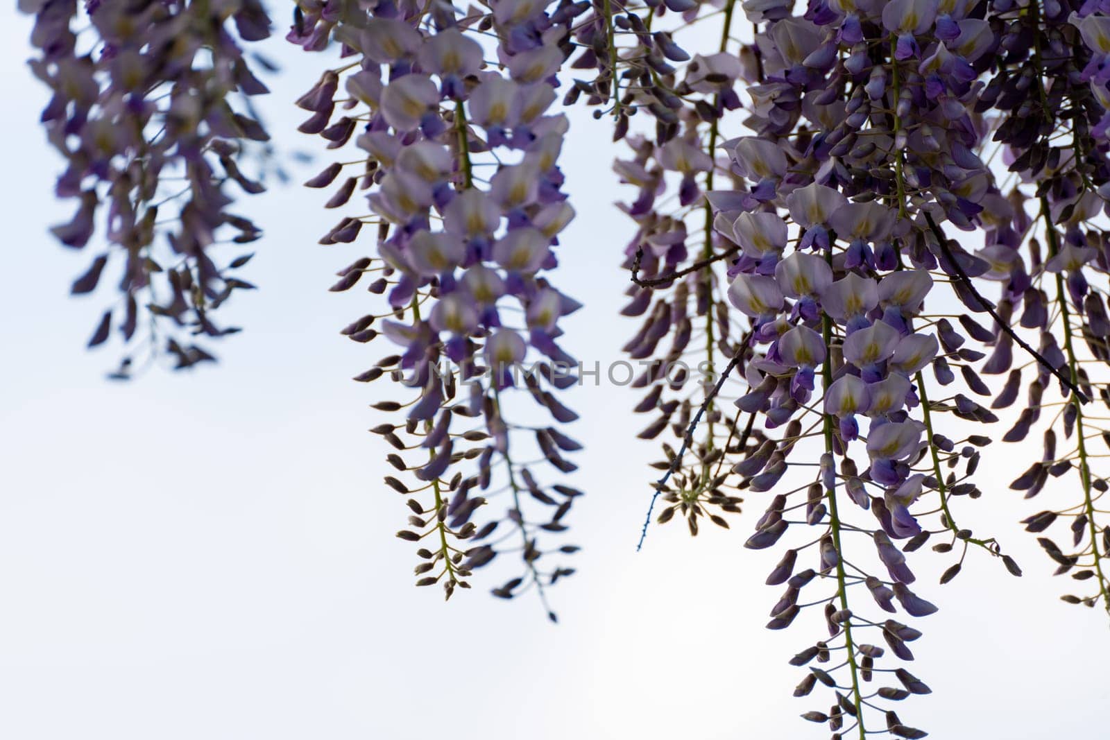 Blooming Wisteria Sinensis with classic purple flowers in full bloom in drooping racemes against the sky. Garden with wisteria in spring. by Matiunina