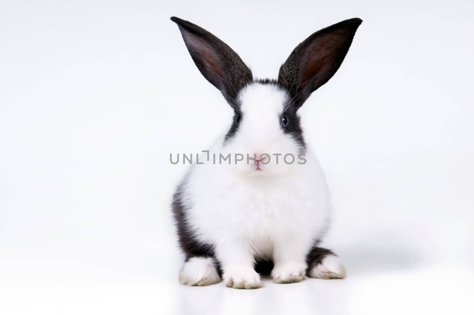 studio picture of little rabbit