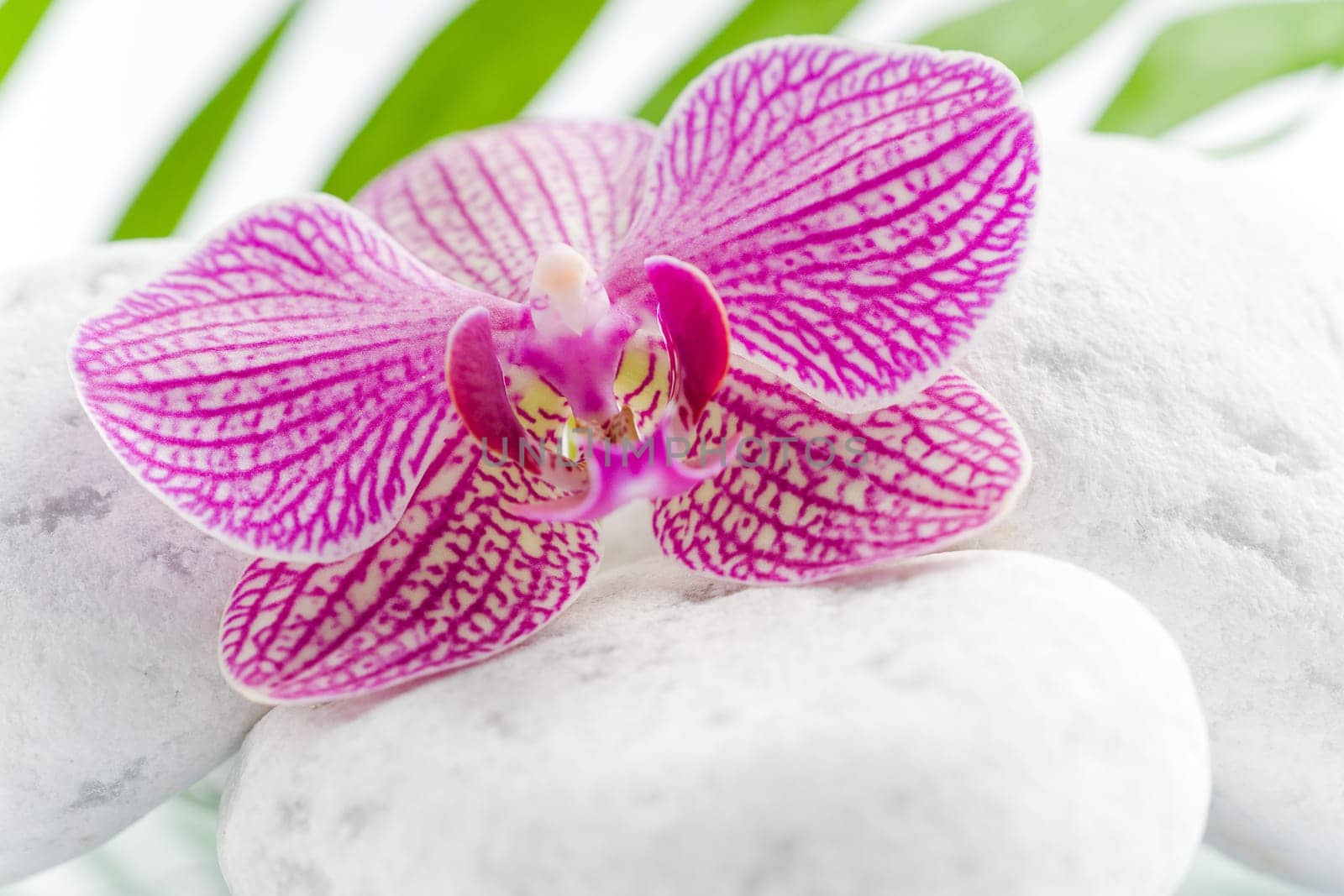 Beautiful pink orchid idyllic on white stones with green leaves