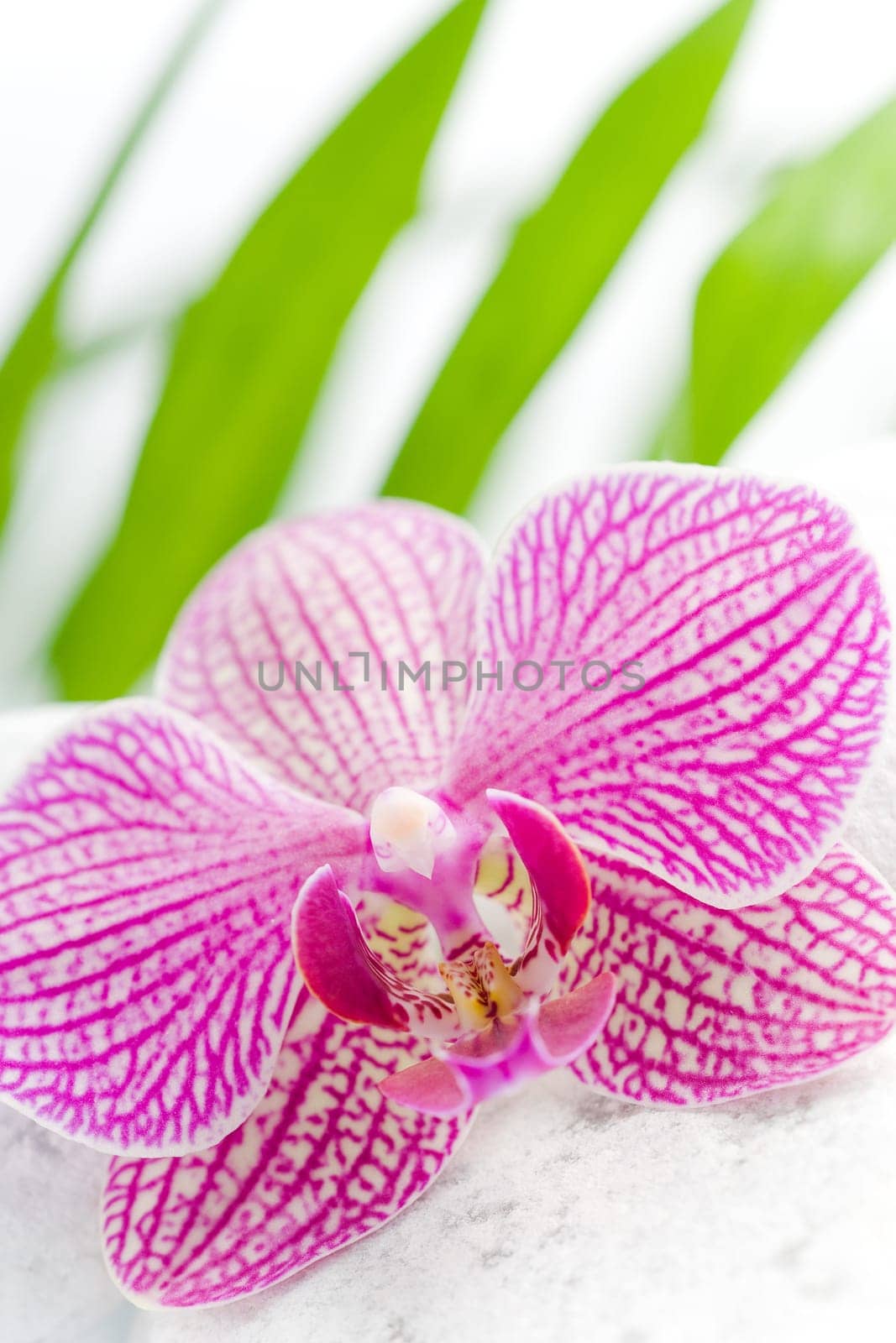 Beautiful pink orchid idyllic on white stones with green leaves