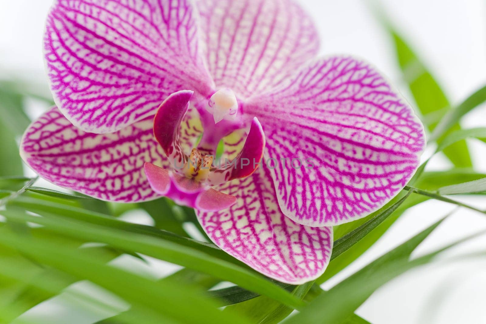 Beautiful pink orchid idyllic on white stones with green leaves