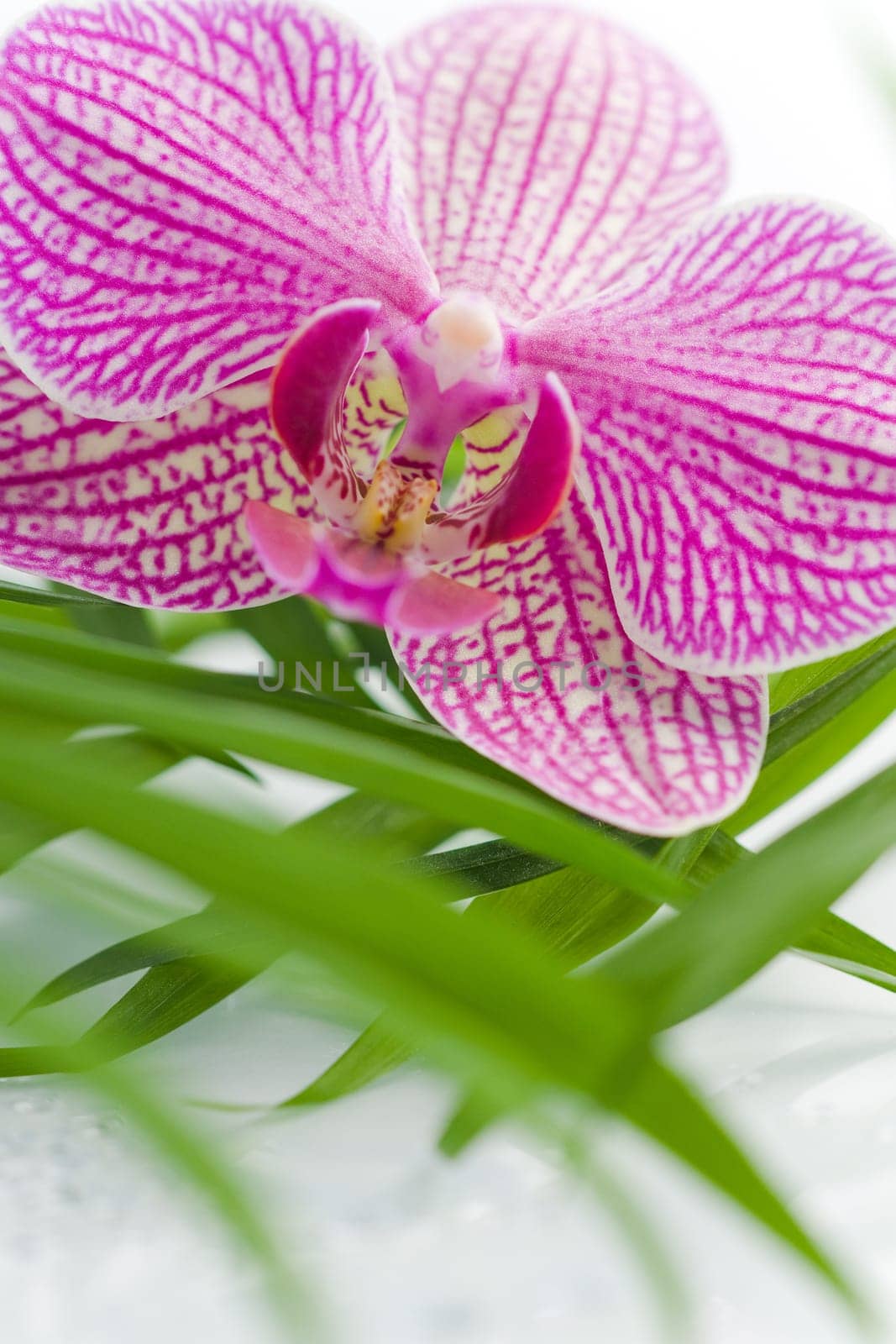 Beautiful pink orchid idyllic on white stones with green leaves