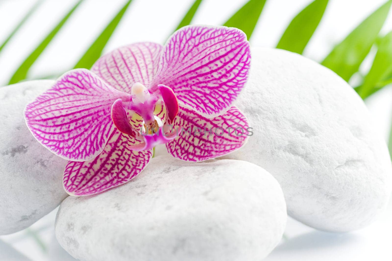 Beautiful pink orchid idyllic on white stones with green leaves