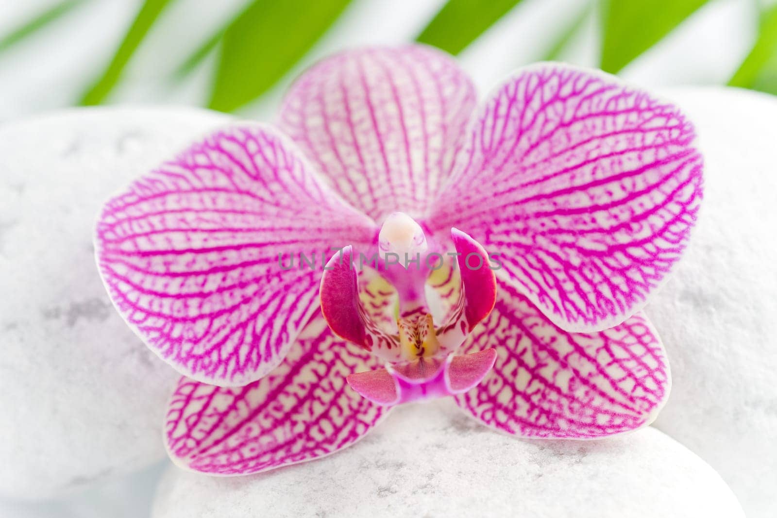 Beautiful pink orchid idyllic on white stones with green leaves