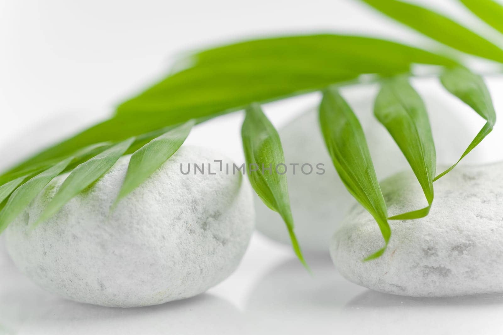 Green light leaves lie idyllically on white stones