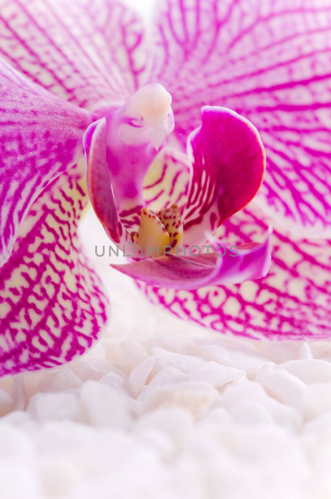 Beautiful pink orchid idyllic on white stones