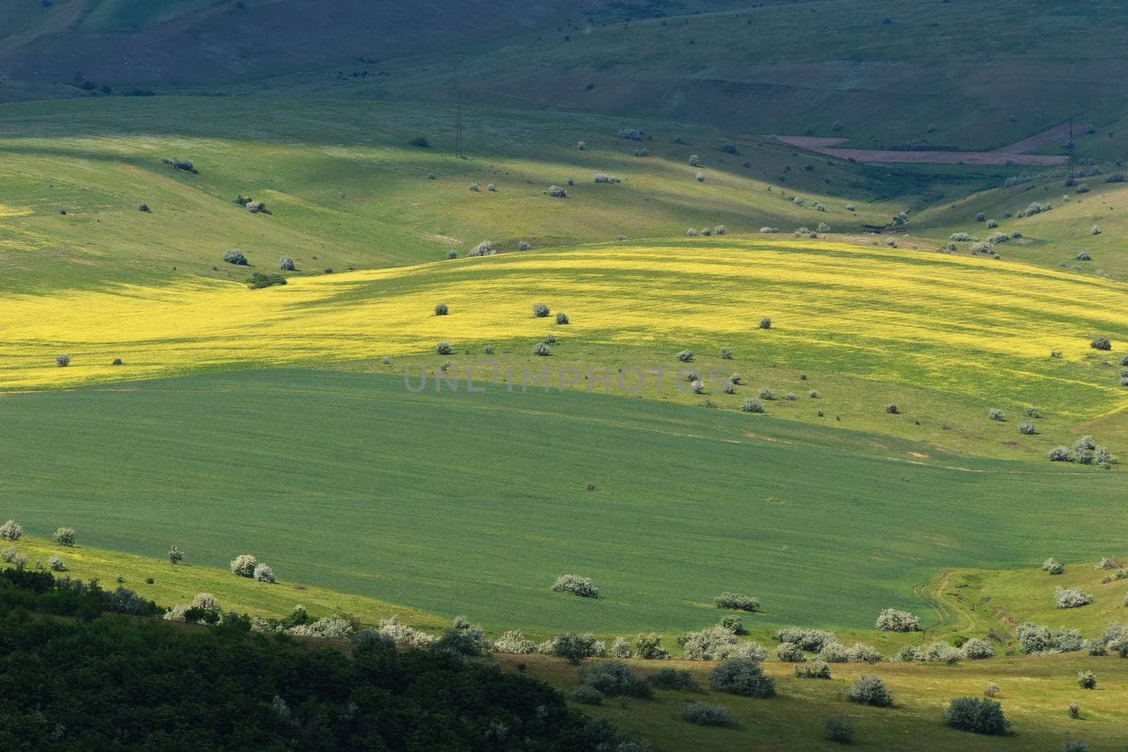 a beautiful green field and yellow spring
