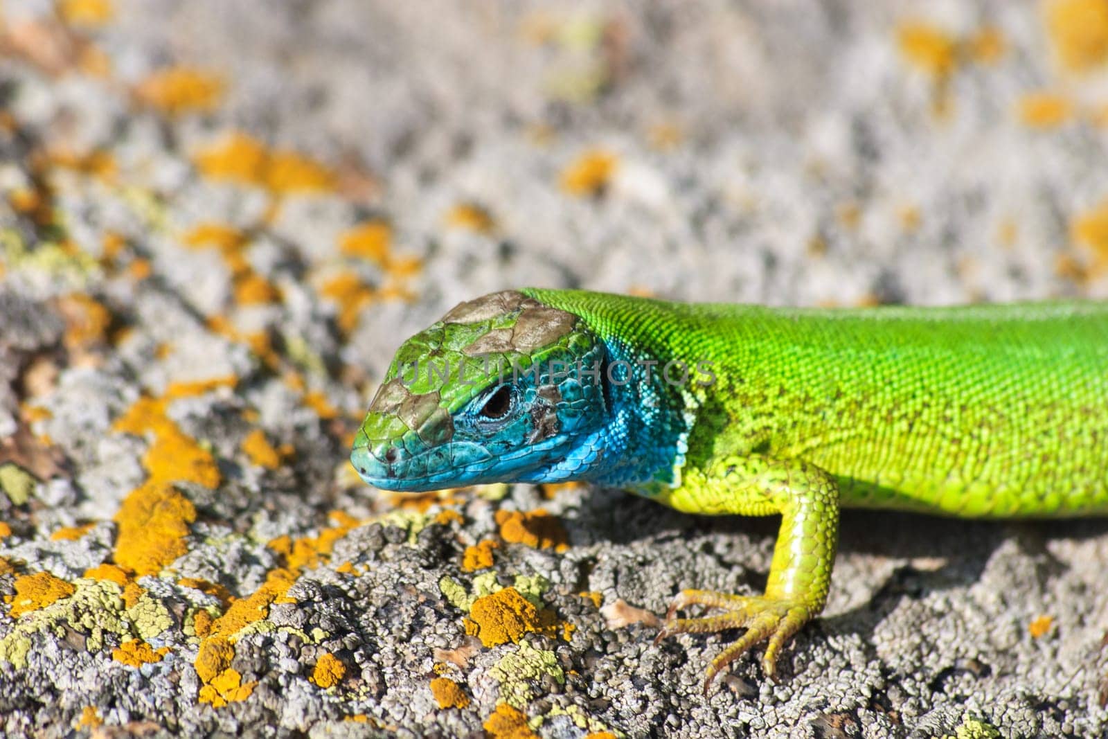 green lizard (lacerta viridis) on a rock mountain