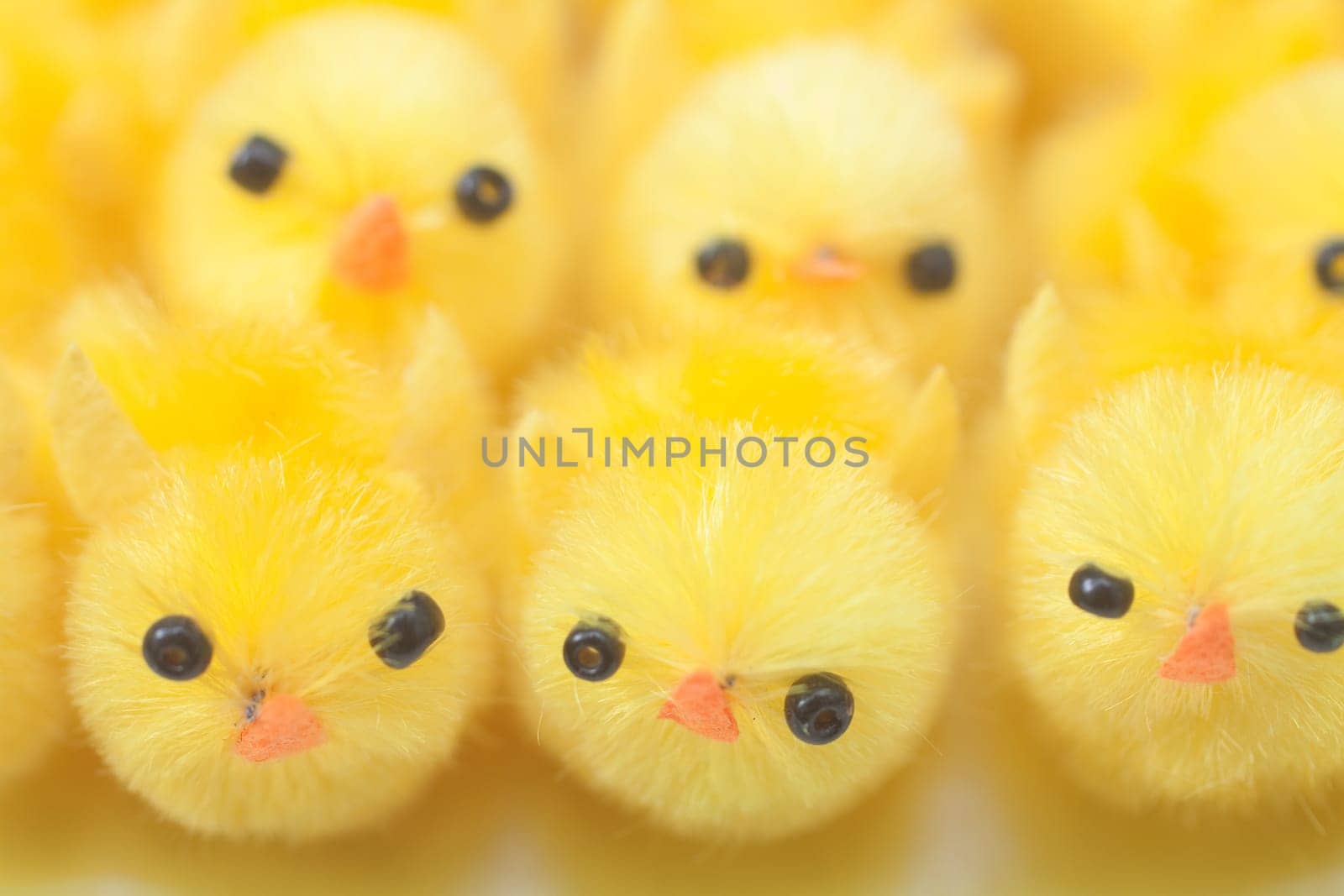 Yellow chicks