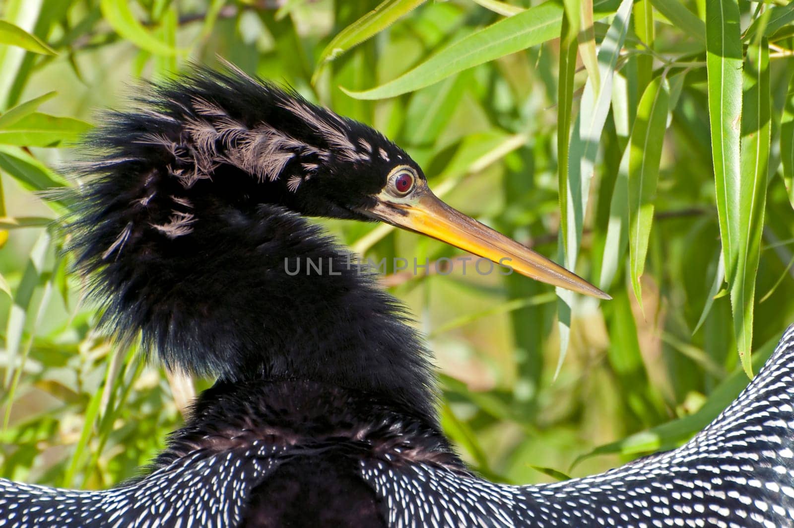 Anhinga