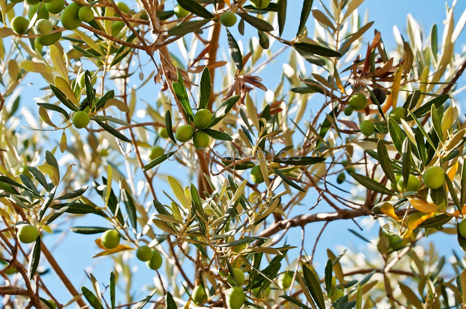Olives
