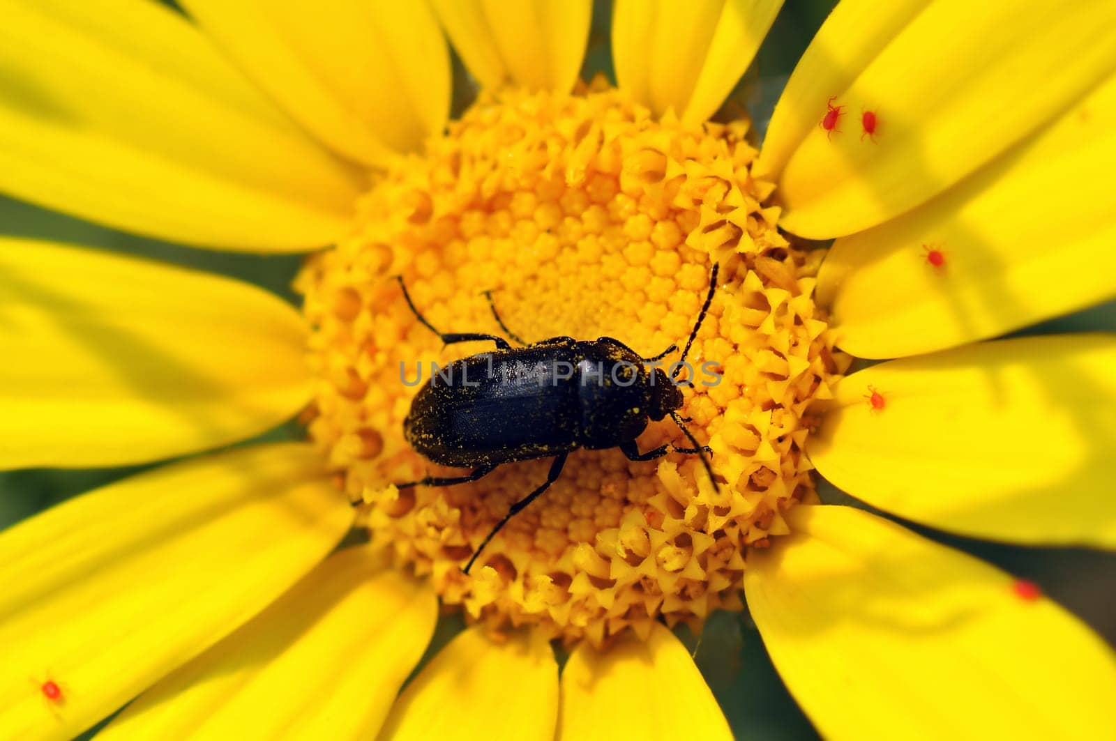 Small insect covered in pollen from blooming flower.