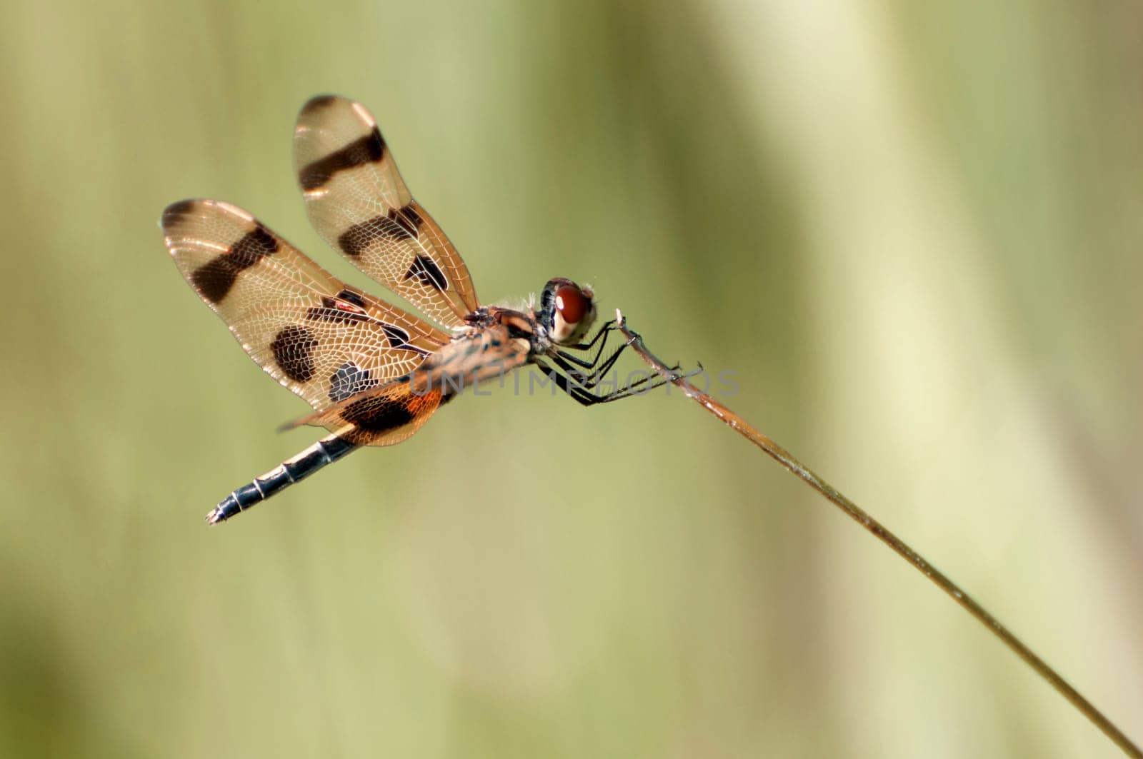 Halloween Pennant