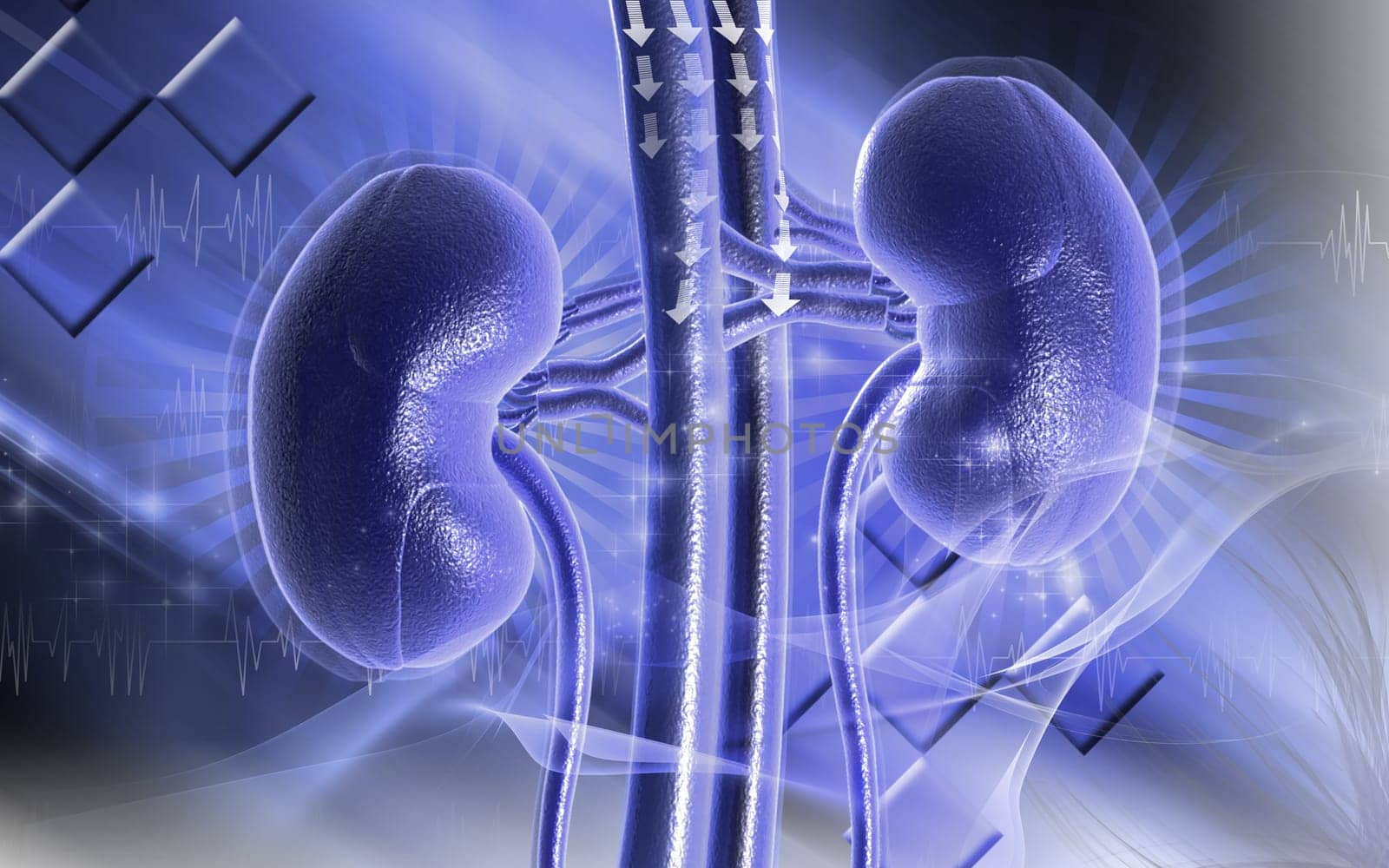 Digital illustration of kidney in colour background