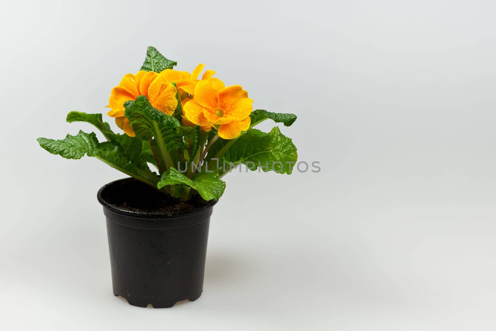 a bouquet of yellow primrose in pots