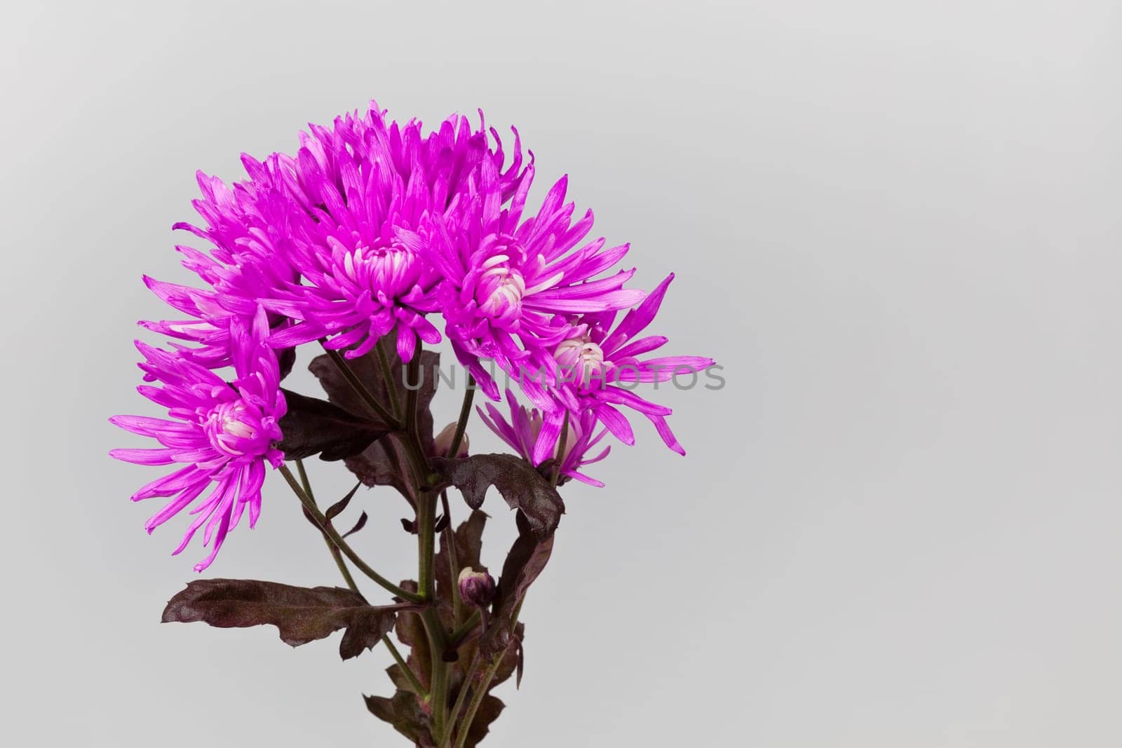 a beautiful bouquet of pink Chrysanthemum flowers
