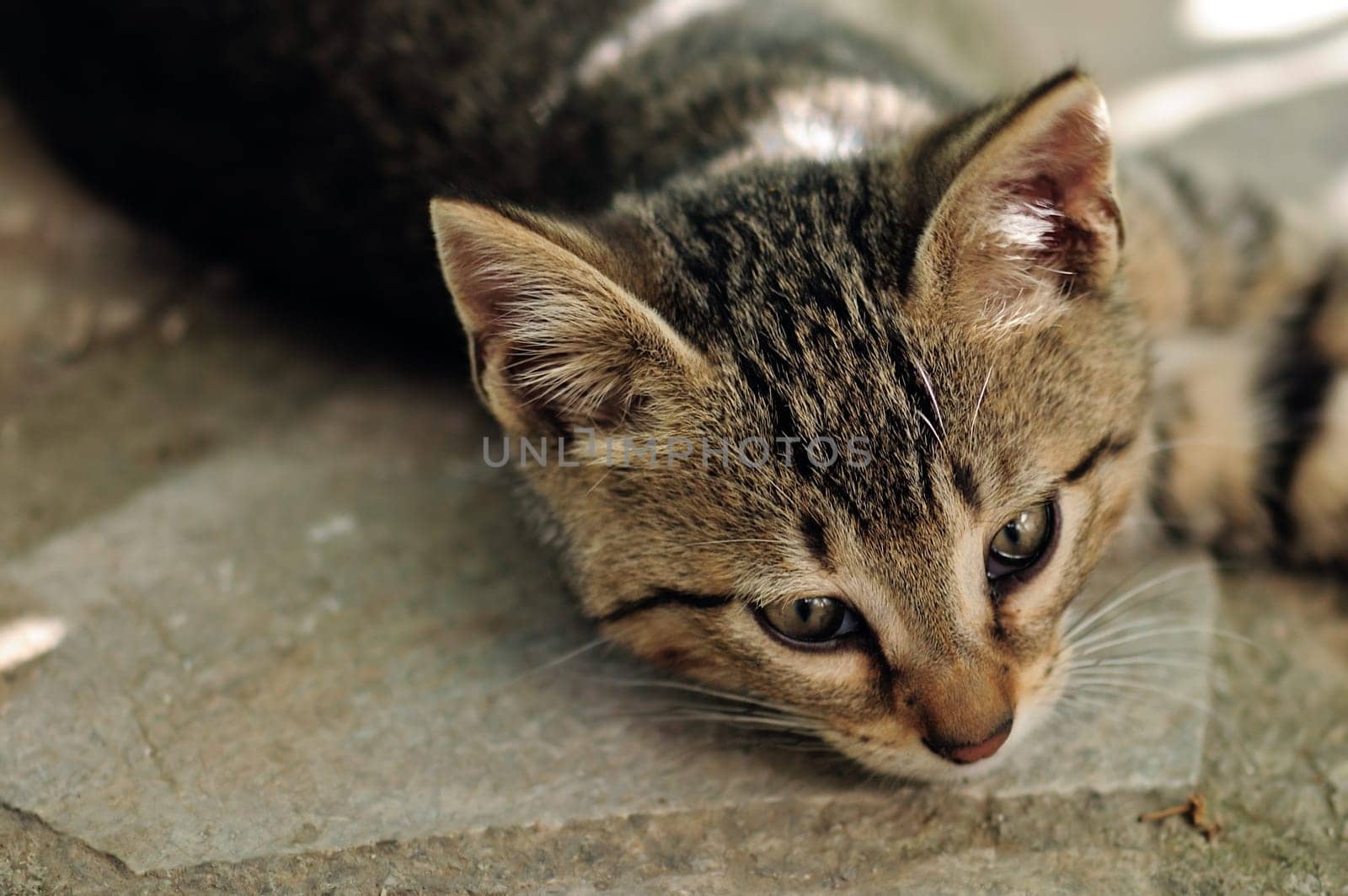 Gray kitten with green eyes. Selective focus.