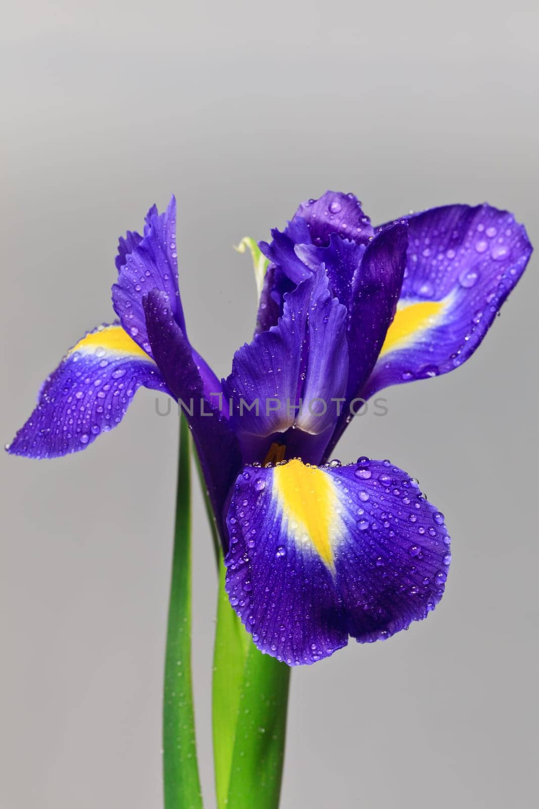 iris flower with drops of water on a white background