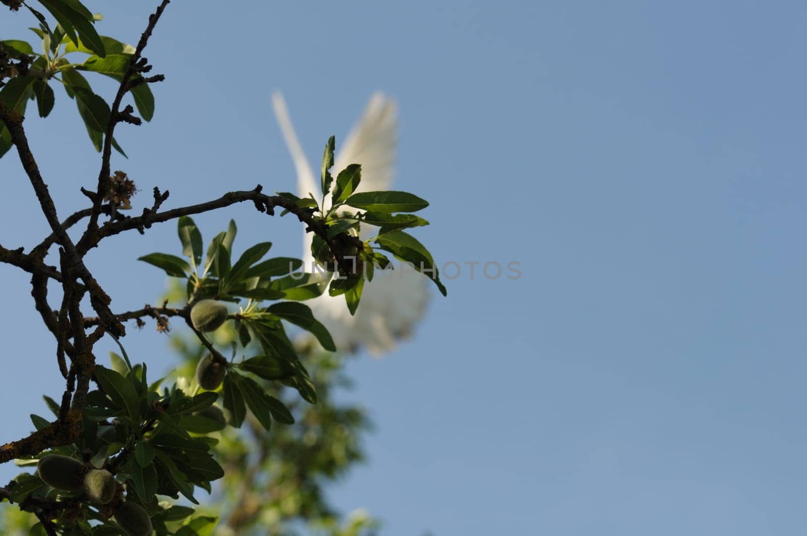 Obscured white dove in flight and tree branches.