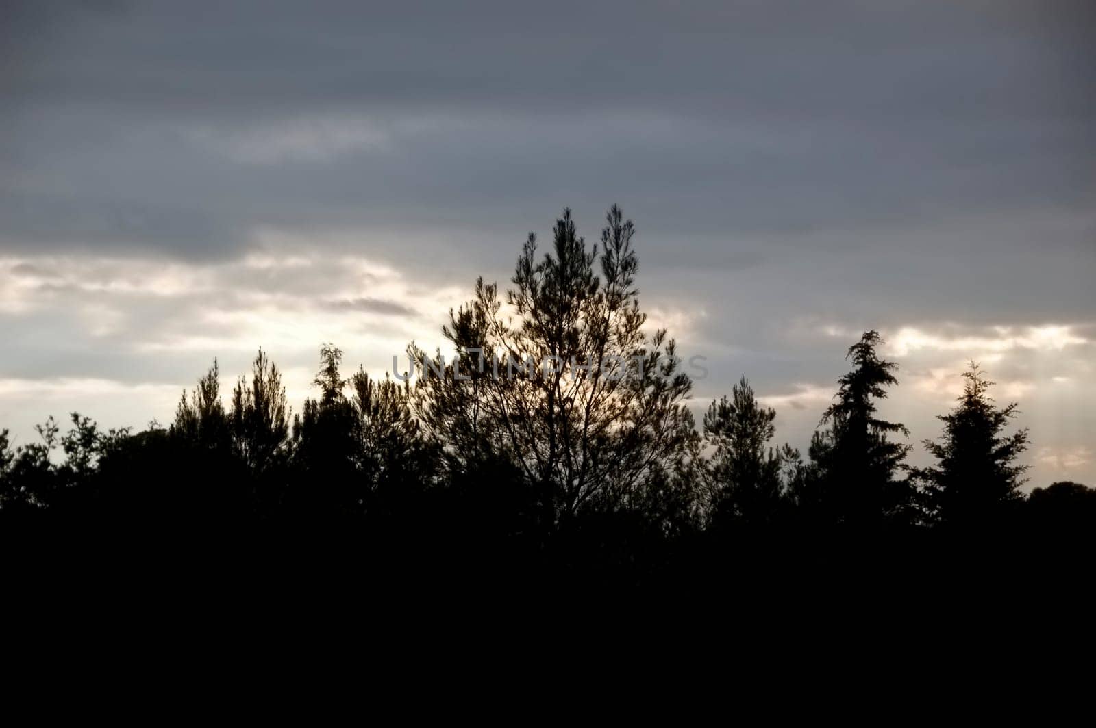 Forest trees silhouette and overcast sky at dusk.