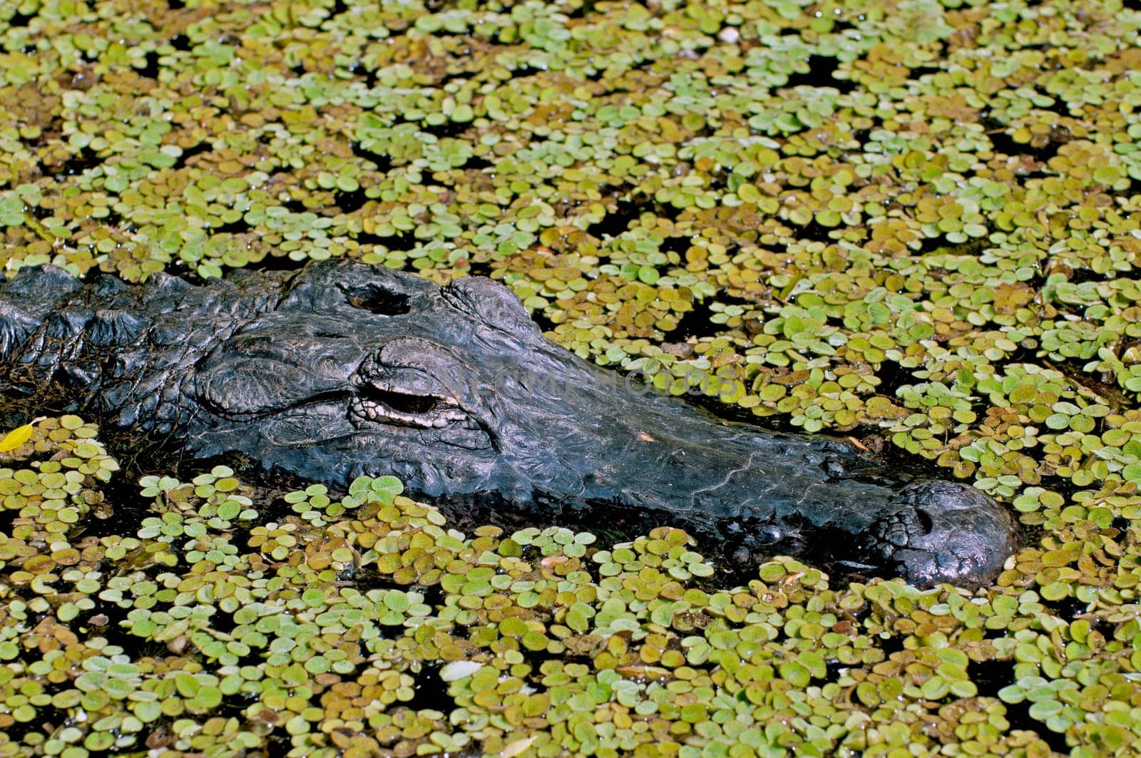 Lurking III