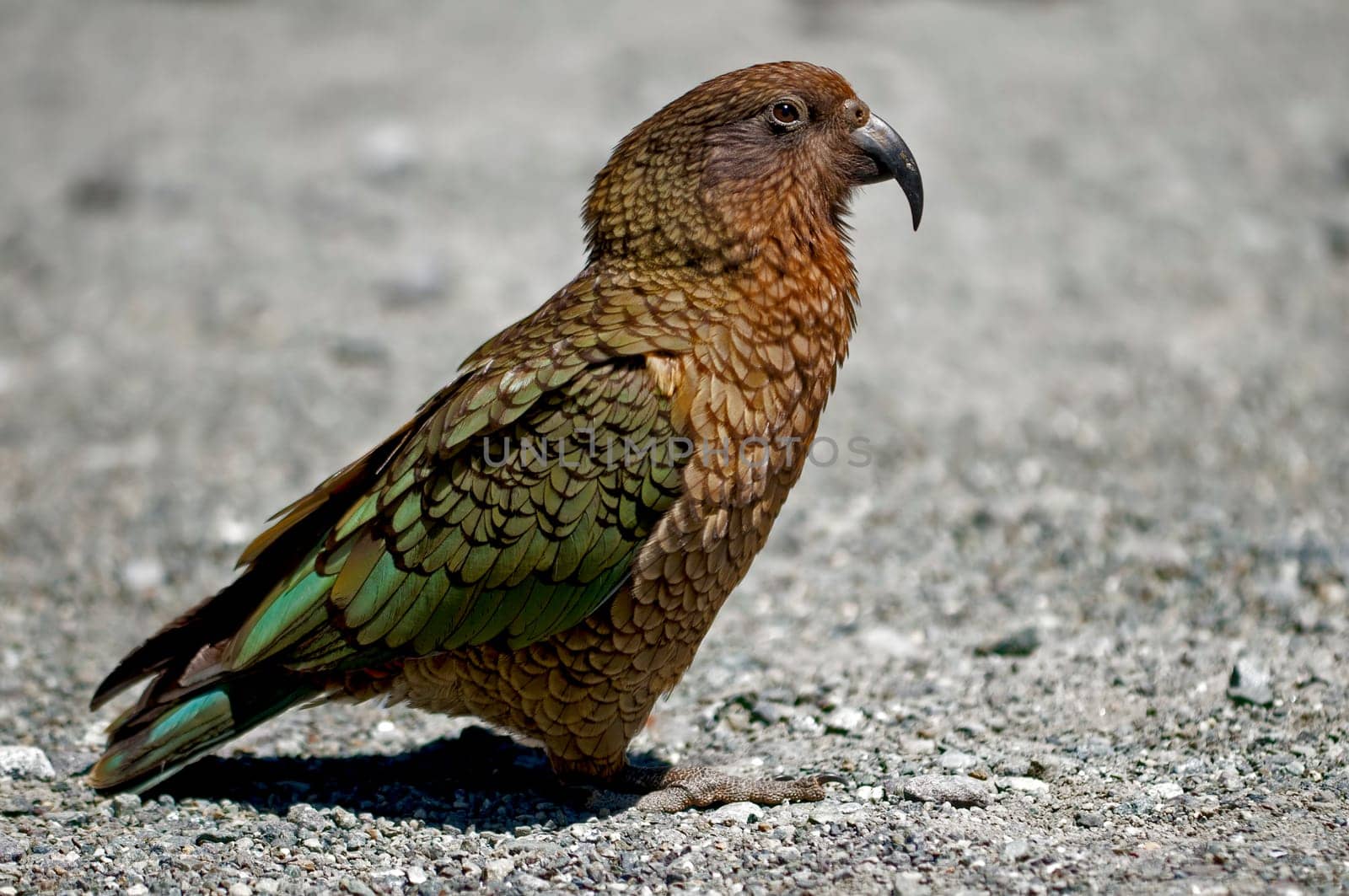 Kea