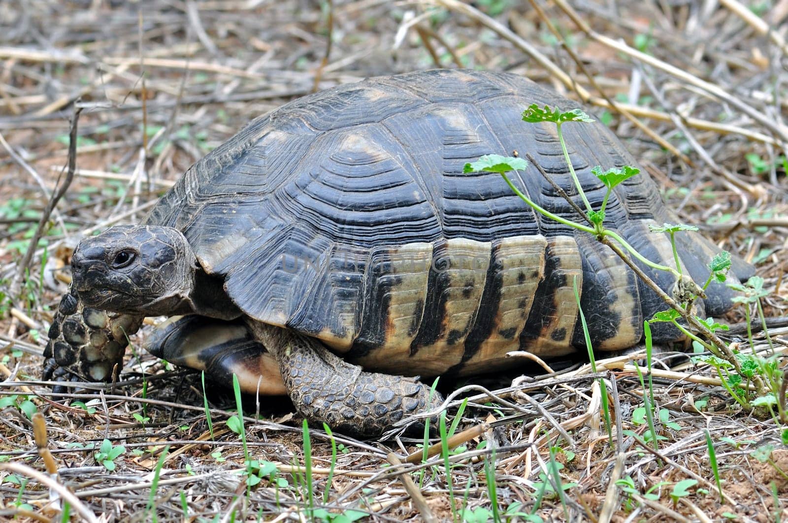 Turtle in natural habitat.