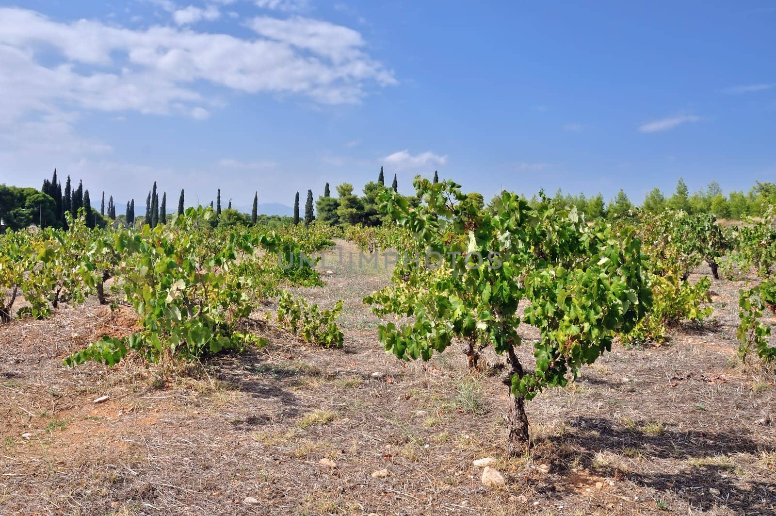 Rows of grapevine plants in vineyard plantation.