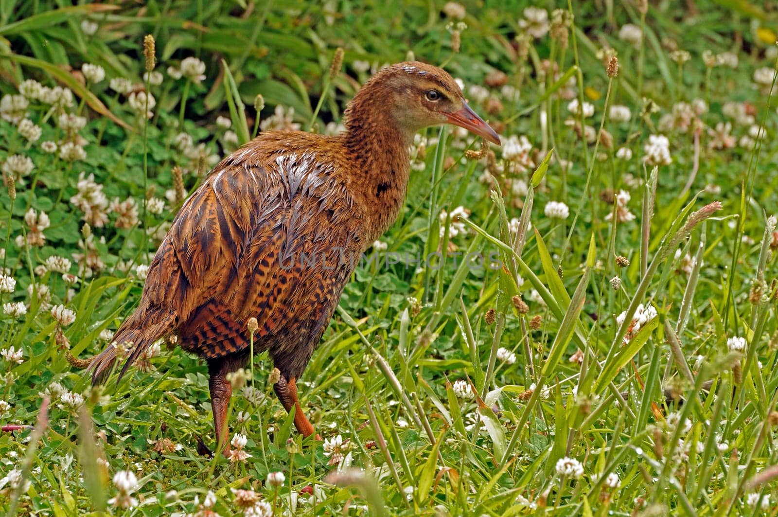 Weka