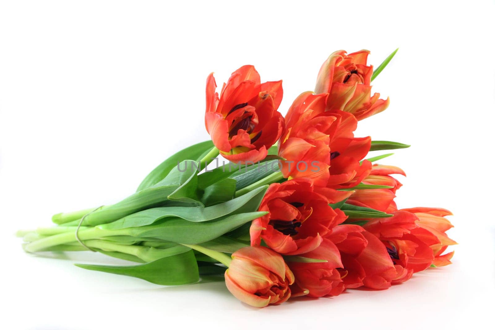 colorful bouquet of tulips against white background