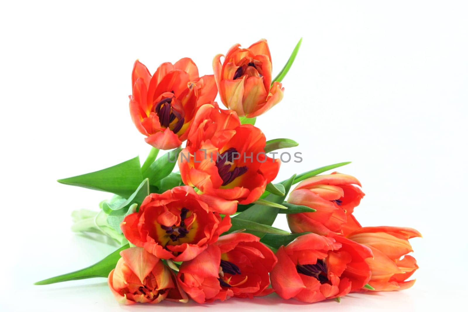 colorful bouquet of tulips against white background